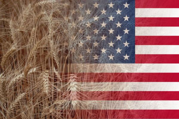 Американская пшеница впервые за 2 года участвовала в египетском тендере wheat