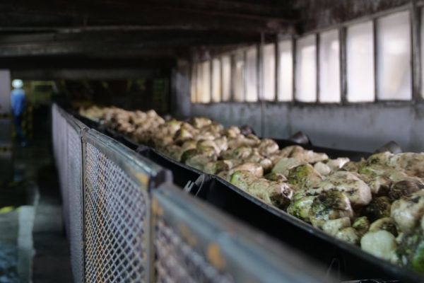 Производство сахарной свеклы