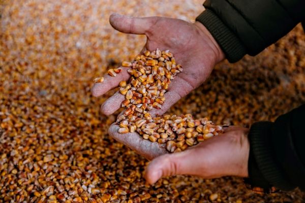 Зерно кукурузы Зерно кукурузы