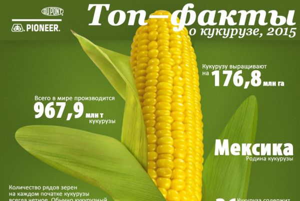 Топ-факты о кукурузе, 2015 Топ-факты о кукурузе, 2015