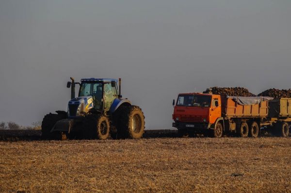 Чи змотивує аграріїв держпідтримка 2022 сіяти більше цукрових буряків 