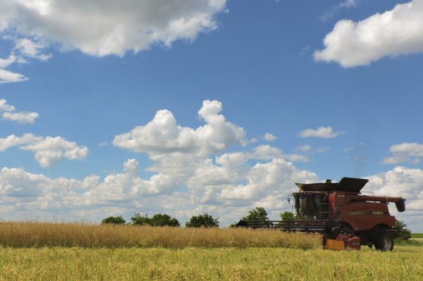 Жатва рапса в Agricom Group Agricom Group