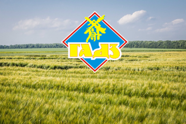 Поле компании «Бучачагрохлибпром»