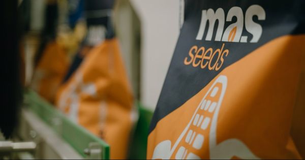 Насіння MAS Seeds