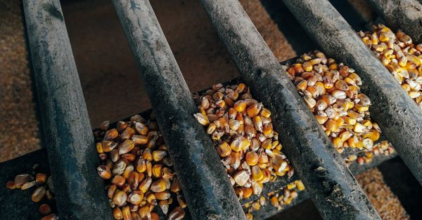 Кукурудза Пункт приймання зерна на елеваторі