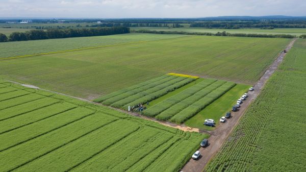Гибриды селекции DSV: тандем с Эридон и парад новинок